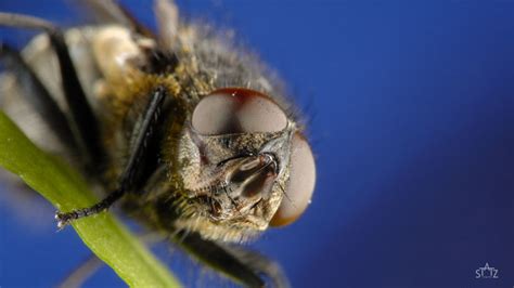 Makrofotografie: Entdecken Sie die faszinierende Welt der kleinen Dinge