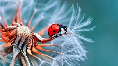 Die Faszination der Makrofotografie: Kleine Welten entdecken