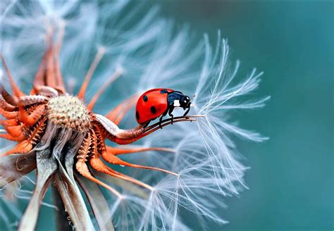 Die Faszination der Makrofotografie: Kleine Welten entdecken