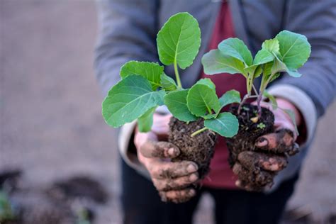 Gemüsegartenanbau: Tipps für eine erfolgreiche Ernte