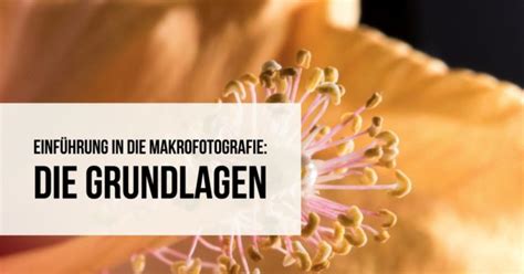 Einführung in die Makrofotografie