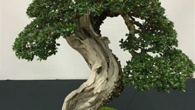 Bonsai-Baum: Pflege und Gestaltung eines kleinen Meisterwerks