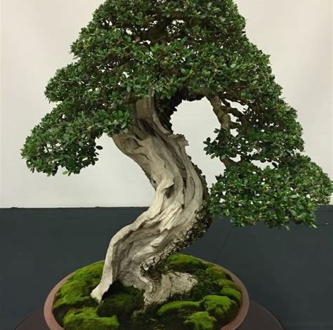 Bonsai-Baum: Pflege und Gestaltung eines kleinen Meisterwerks