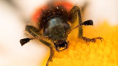 Makrofotografie: Eine faszinierende Welt im Detail erfassen