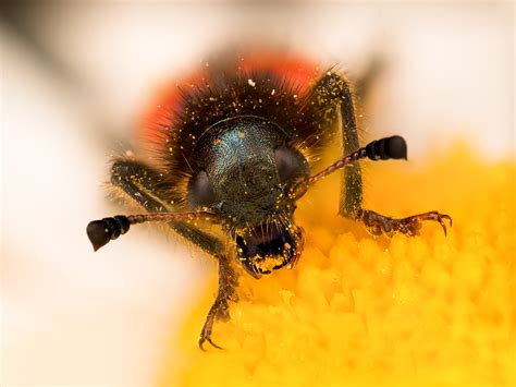 Makrofotografie: Eine faszinierende Welt im Detail erfassen