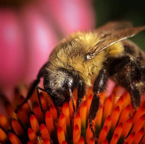 Makrofotografie: Die faszinierende Welt der Nahaufnahmen