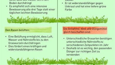 Rasenpflege 101: Die Grundlagen für einen grünen und gesunden Rasen