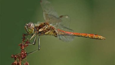 Makrofotografie: Tipps und Tricks für beeindruckende Nahaufnahmen