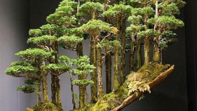 Die Kunst des Bonsai-Baums: Pflege und Gestaltung