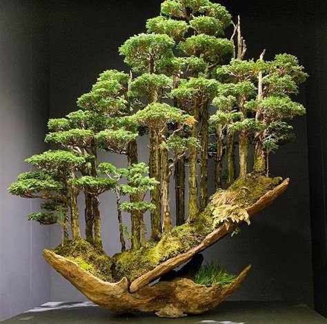 Die Kunst des Bonsai-Baums: Pflege und Gestaltung