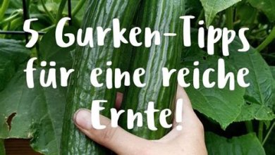 Gemüsegarten: Tipps für das erfolgreiche Anpflanzen und Pflegen