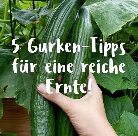 Gemüsegarten: Tipps für das erfolgreiche Anpflanzen und Pflegen