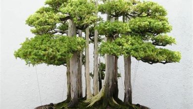 Bonsai-Bäume: Miniaturkunstwerke der Natur