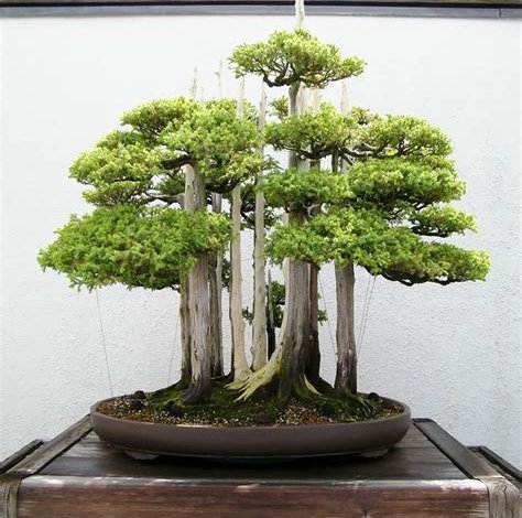 Bonsai-Bäume: Miniaturkunstwerke der Natur