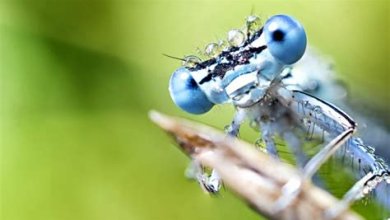 Makrofotografie: Entdecken Sie die kleine Welt um Sie herum