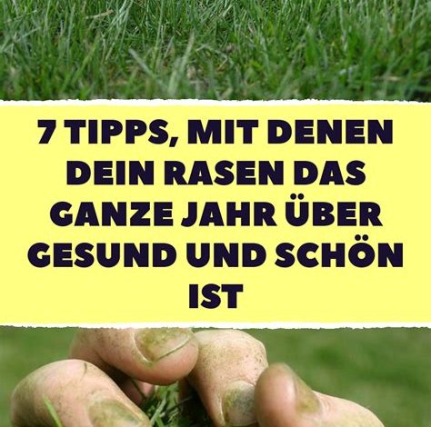 Rasenpflege 101: Tipps für einen gesunden und grünen Rasen