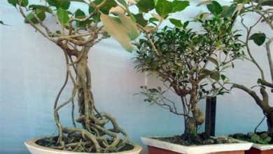 Der Zauber des Bonsai-Baums: Pflege und Gestaltung