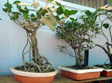 Der Zauber des Bonsai-Baums: Pflege und Gestaltung