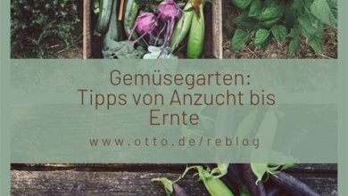 Gemüsegarten: Tipps zum Anbau, Pflege und Ernte von frischem Gemüse