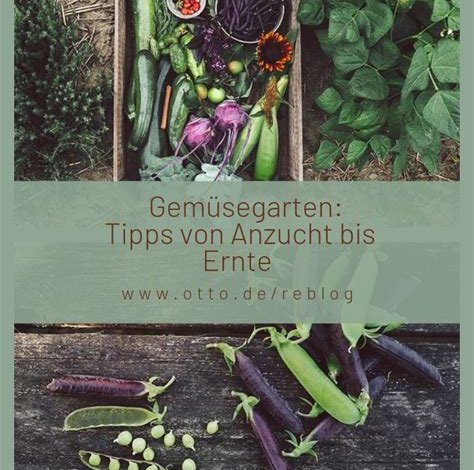 Gemüsegarten: Tipps zum Anbau, Pflege und Ernte von frischem Gemüse