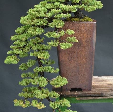 Bonsai-Bäume: Pflege und Styling