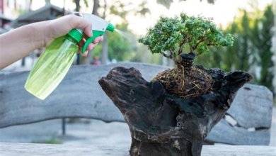 Alles über Bonsai-Bäume und ihre Pflege