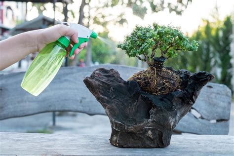 Alles über Bonsai-Bäume und ihre Pflege