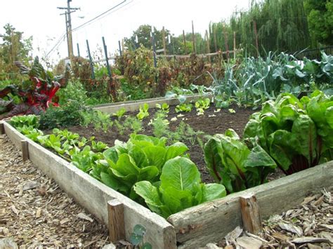 Der Gemüsegarten: Tipps und Tricks für eine erfolgreiche Ernte