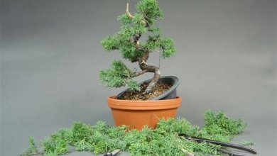 Bonsai-Baum: Pflege und Gestaltung