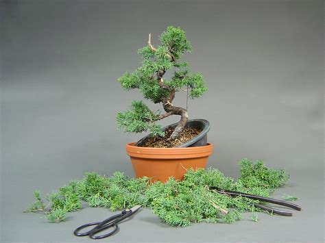 Bonsai-Baum: Pflege und Gestaltung