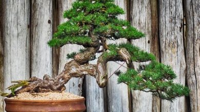 Bonsai-Bäume: Eine Einführung in die Kunst des Miniaturgartens