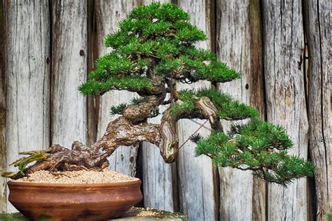 Bonsai-Bäume: Eine Einführung in die Kunst des Miniaturgartens