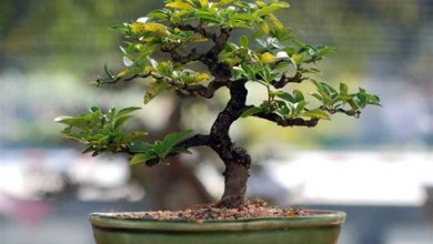 Bonsai-Baum pflegen: Die Kunst der Miniaturbaumzucht