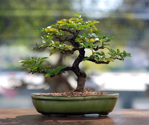 Bonsai-Baum pflegen: Die Kunst der Miniaturbaumzucht