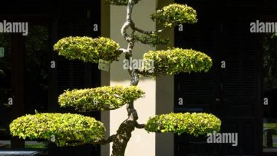 Bonsai-Bäume: Eine harmonische Kunstform für Gartenliebhaber