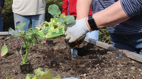 Tipps für den Aufbau und die Pflege eines Gemüsegartens