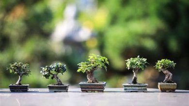 Bonsai-Bäume: Pflege und Gestaltungstipps für diese Miniaturkunstwerke