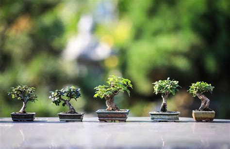 Bonsai-Bäume: Pflege und Gestaltungstipps für diese Miniaturkunstwerke