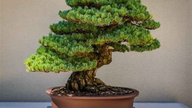 Pflege und Gestaltung eines Bonsai-Baums