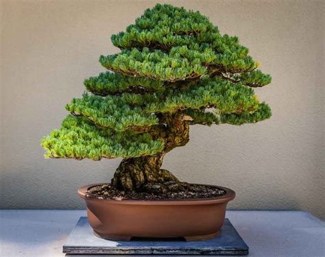 Pflege und Gestaltung eines Bonsai-Baums