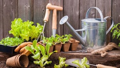 Tipps und Tricks für einen erfolgreichen Gemüsegarten