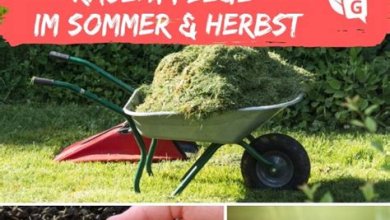 Rasenpflege: Erhalten Sie einen perfekt gepflegten Gartenrasen