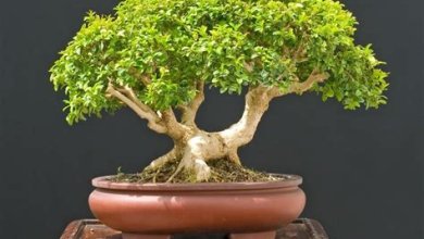 Bonsai-Baum: Anbau, Formgebung und Pflege