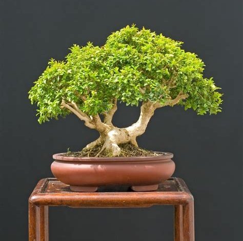 Bonsai-Baum: Anbau, Formgebung und Pflege