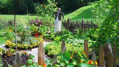 Der Gemüsegarten: Tipps für eine erfolgreiche Ernte