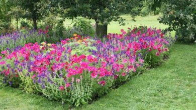 Blumengarten: Die schönsten Blumen für Ihren Garten