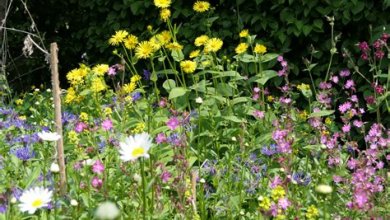 Blumengarten: Auswahl der richtigen Blumen und Pflegetipps